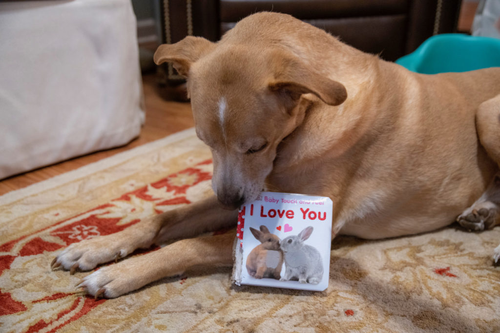 dog with valentine's day books for babies